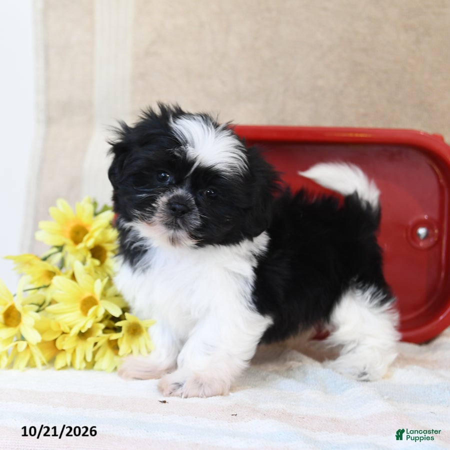 Shih Tzu dogs for sale: Swiss Miss - Ad 1