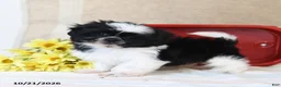 Shih Tzu dogs for sale: Swiss Miss - Ad 1