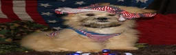Shihpoo dogs for sale: Luke - Ad 8