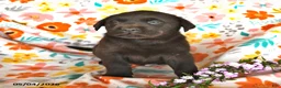 Labrador Retriever dogs for sale: Trixton - Ad 2