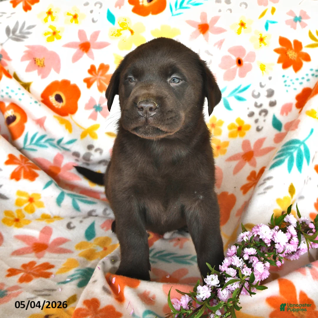Labrador Retriever dogs for sale: Trixton - Ad 2