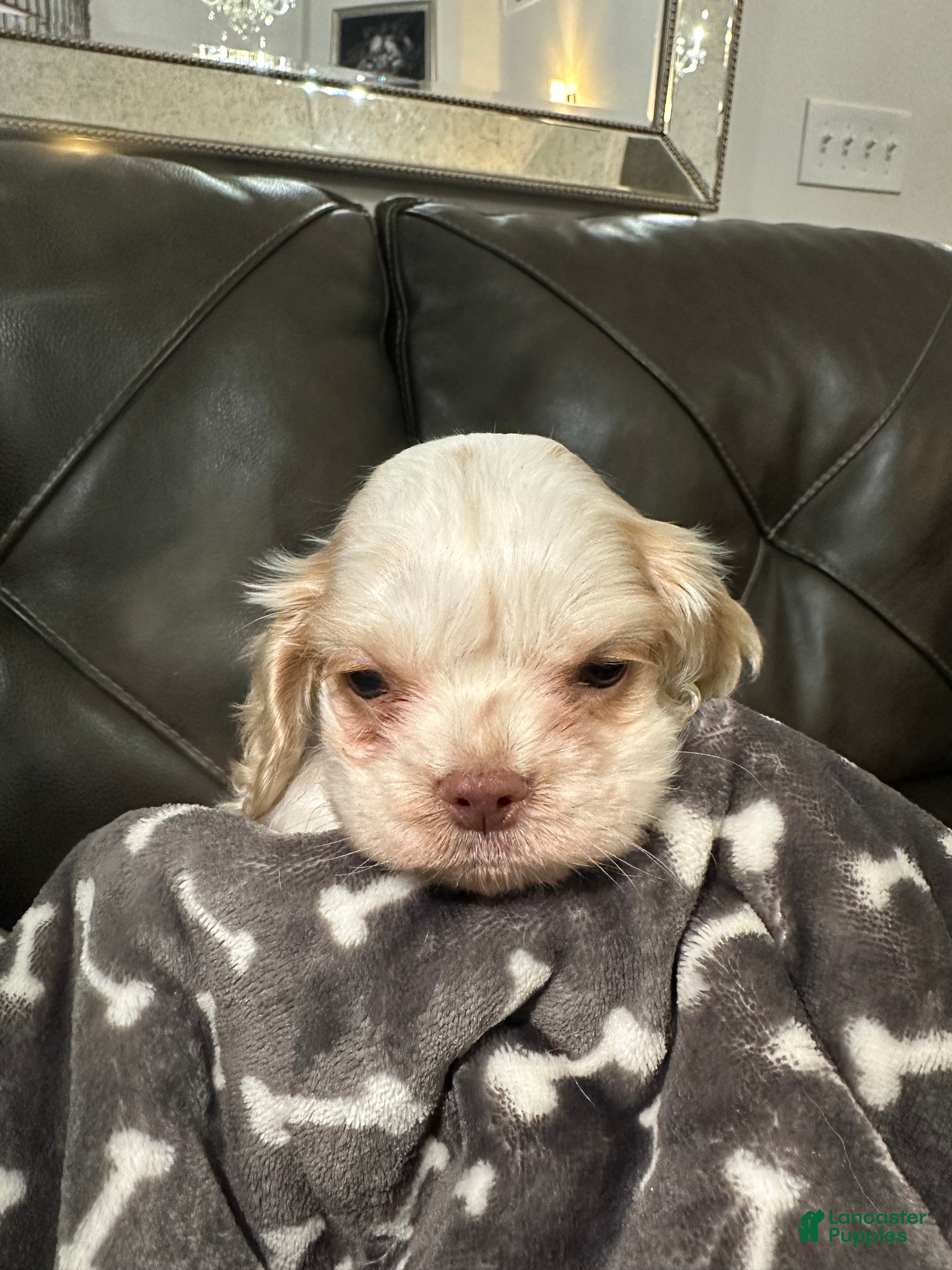 Cocker Spaniel dogs Rosco - Ad 20