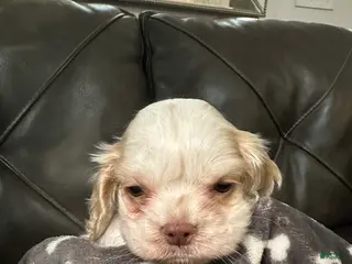 Cocker Spaniel dogs Rosco - Ad 20