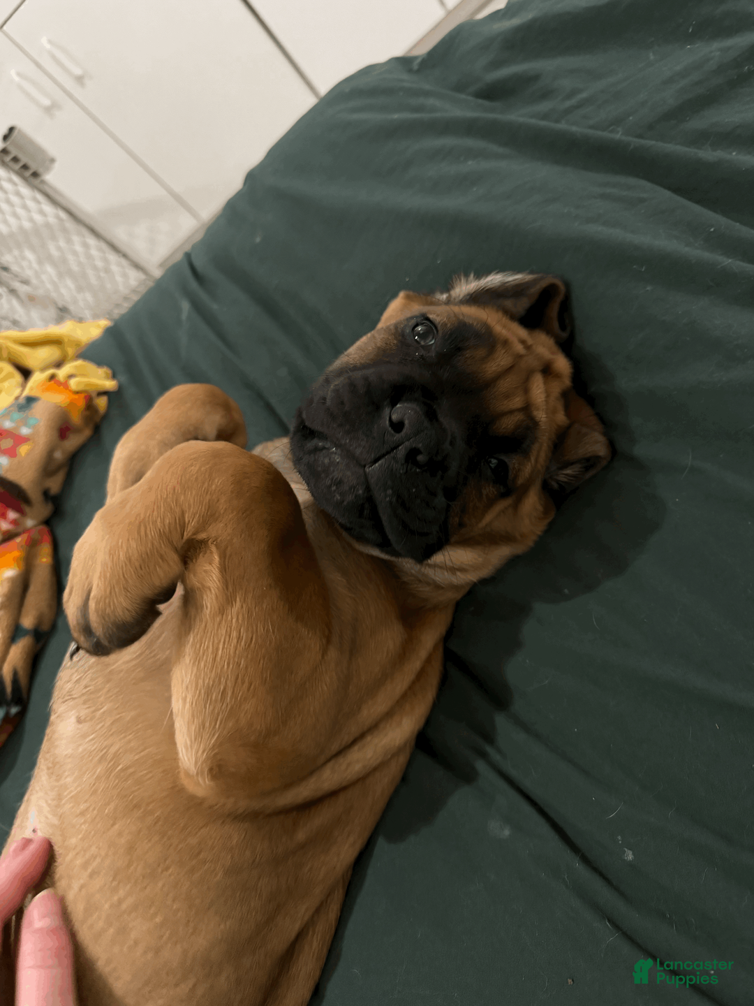 Cane Corso dogs for sale: Teal - teal girl - Ad 1