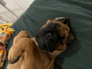 Cane Corso dogs Teal - teal girl - Ad 7