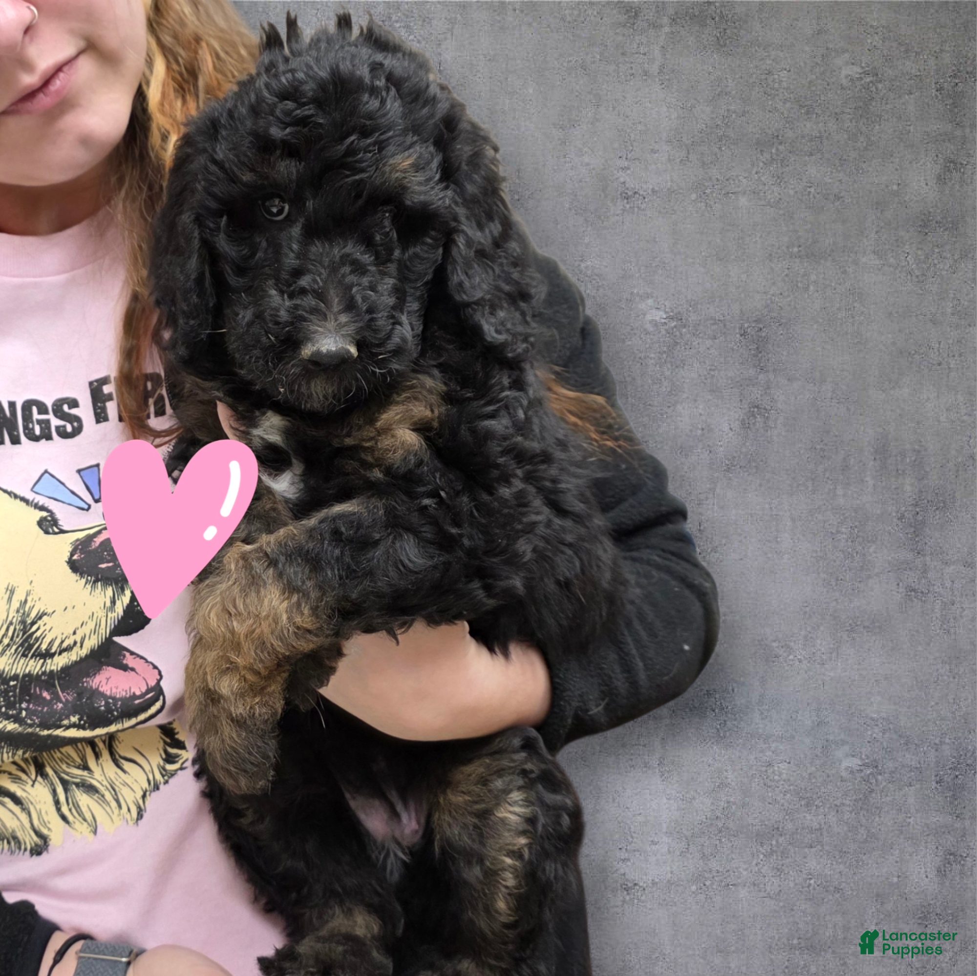 Standard Poodle dogs Standard Poodle Puppy 2 - Ad 33