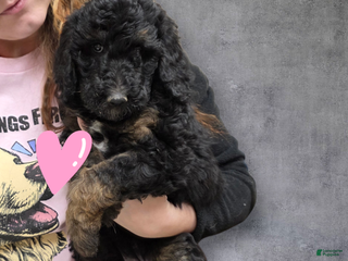 Standard Poodle dogs Standard Poodle Puppy 2 - Ad 33