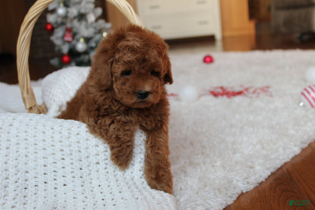 Toy Poodle dogs for sale: Connor - Ad 6