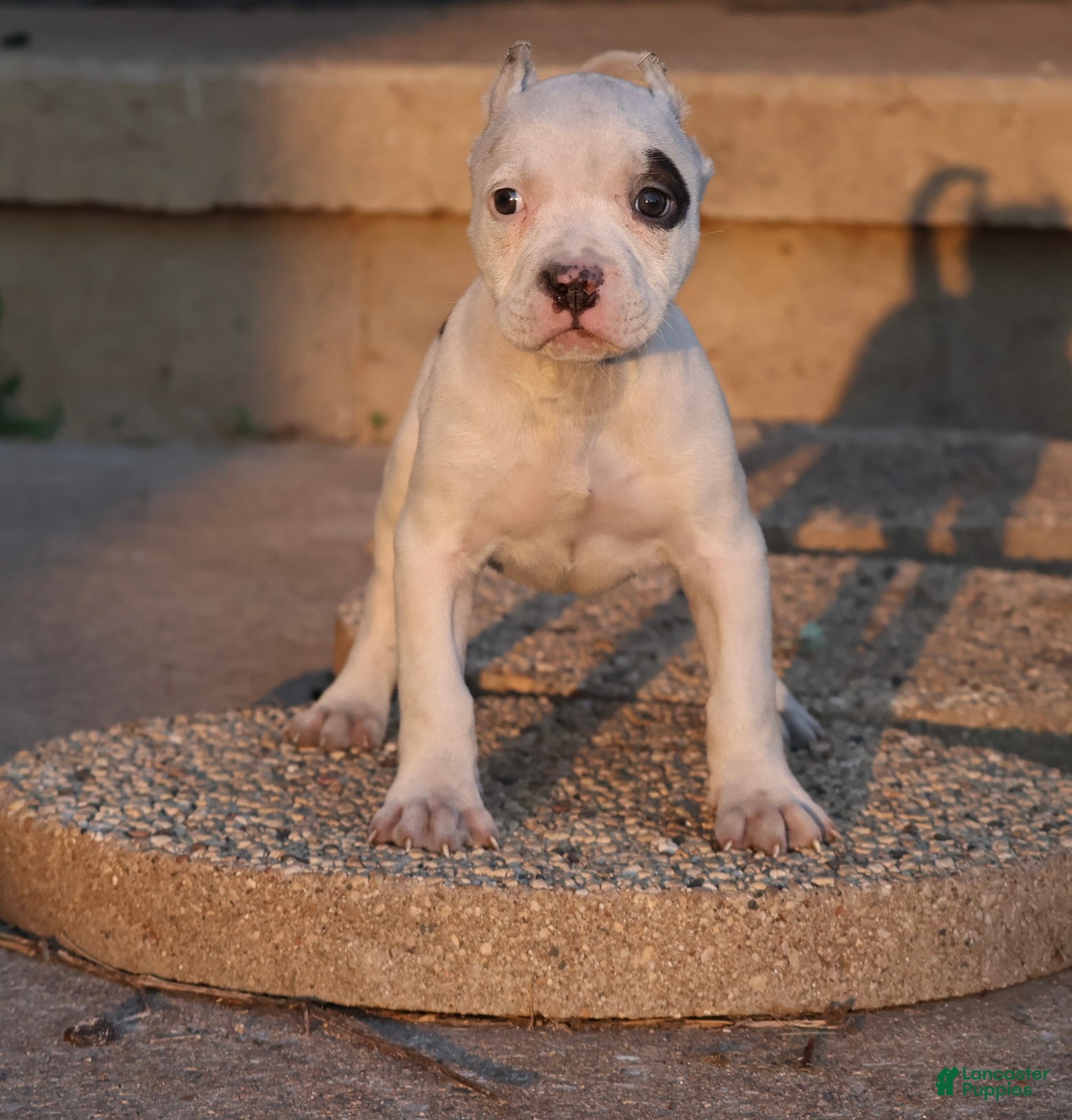 American Bully dogs Helen - XL - ABKC - Ad 1