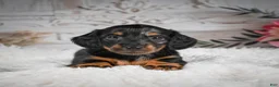 Miniature Dachshund dogs for sale: AKC-Ringo - Ad 10