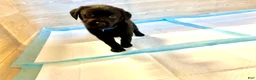 Labrador Retriever dogs for sale: Ruger - Ad 3