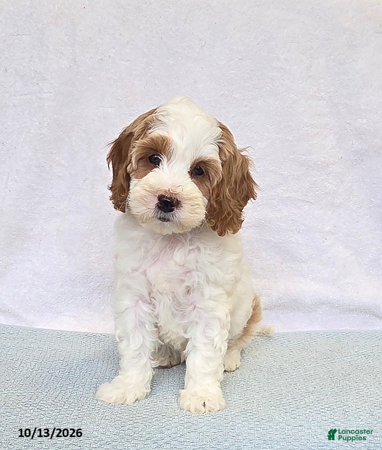 Cavapoo dogs Peaches - Ad 1