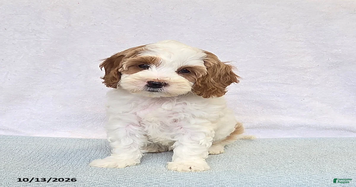Cavapoo Puppies for sale in Pennsylvania | Lancaster Puppies