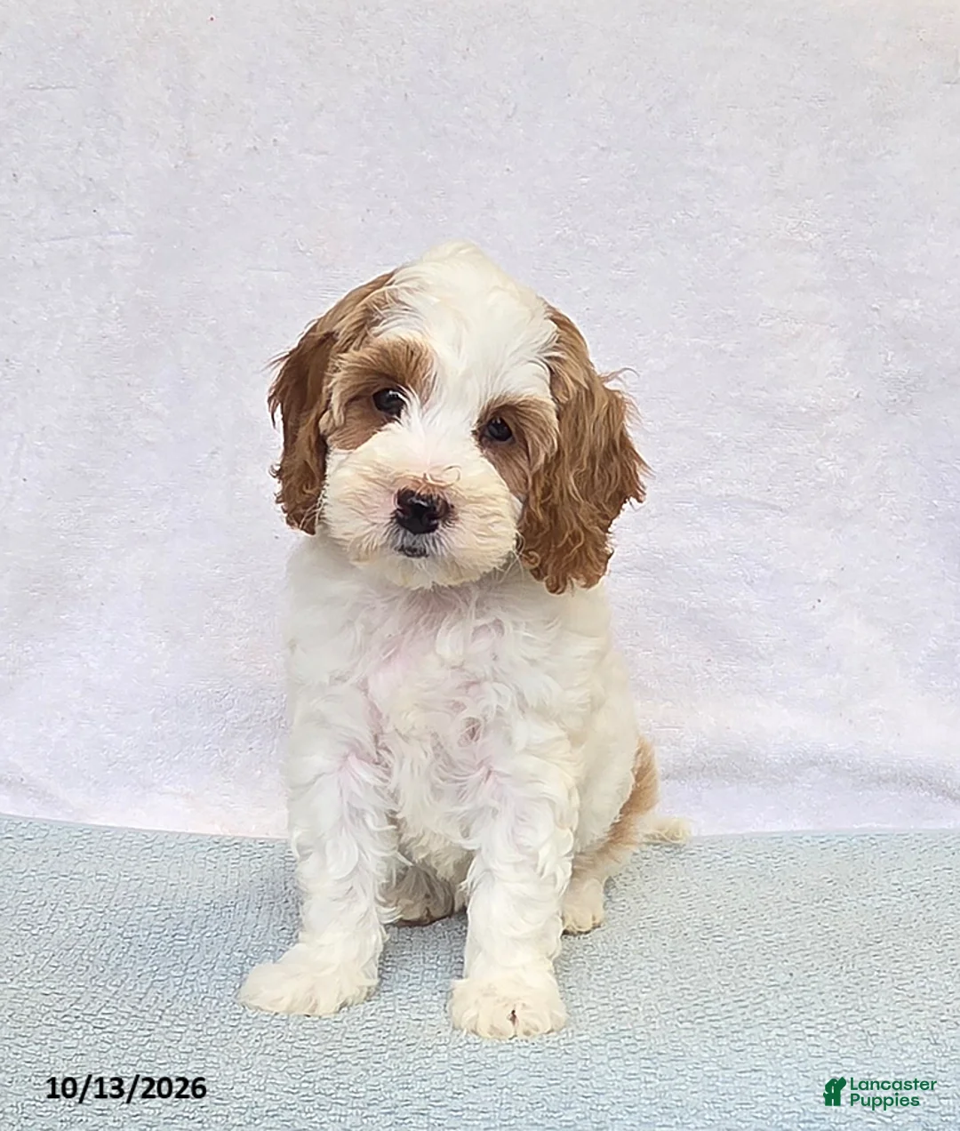Cavapoo dogs for sale: Peaches - Ad 1