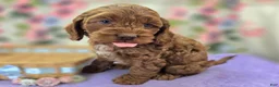 Cockapoo dogs for sale: Rime - Ad 12