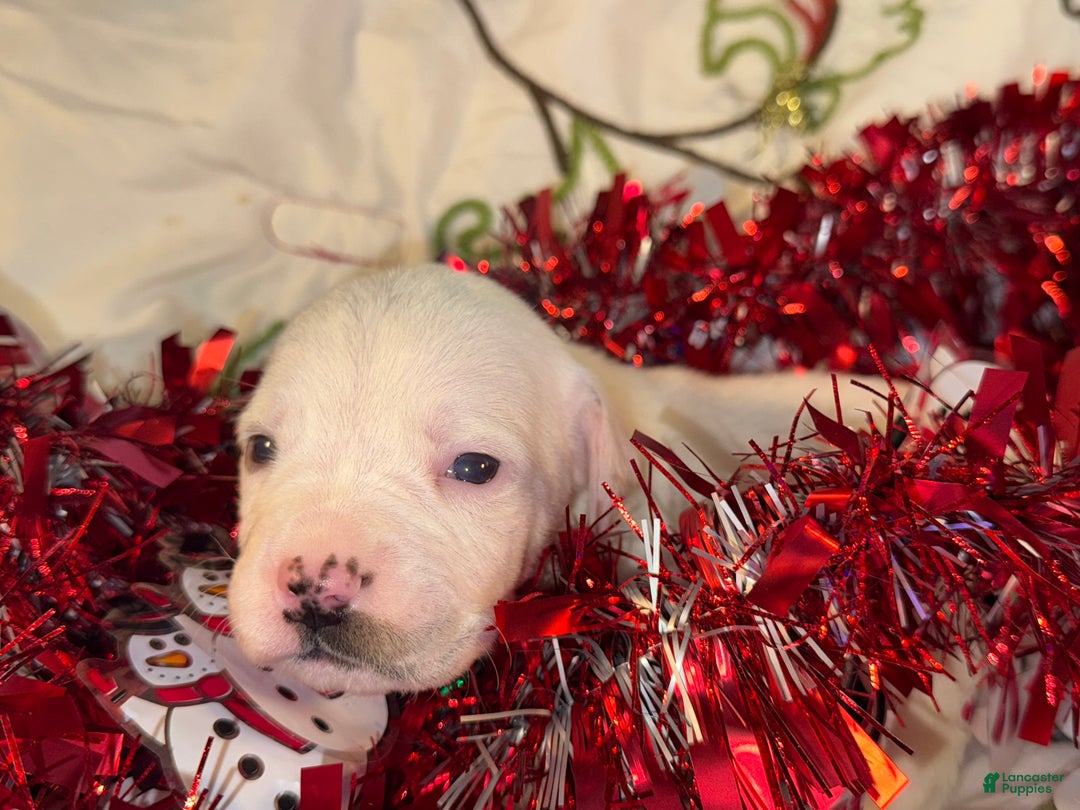 Mixed Breed dogs for sale: Calypso - Ad 10