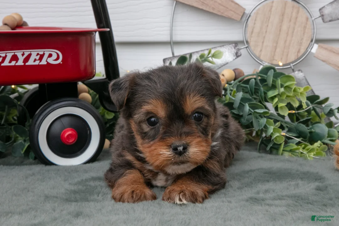 Yorkiepoo dogs for sale: Trina - Ad 3