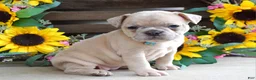 French Bulldog dogs for sale: Roxy - Ad 6