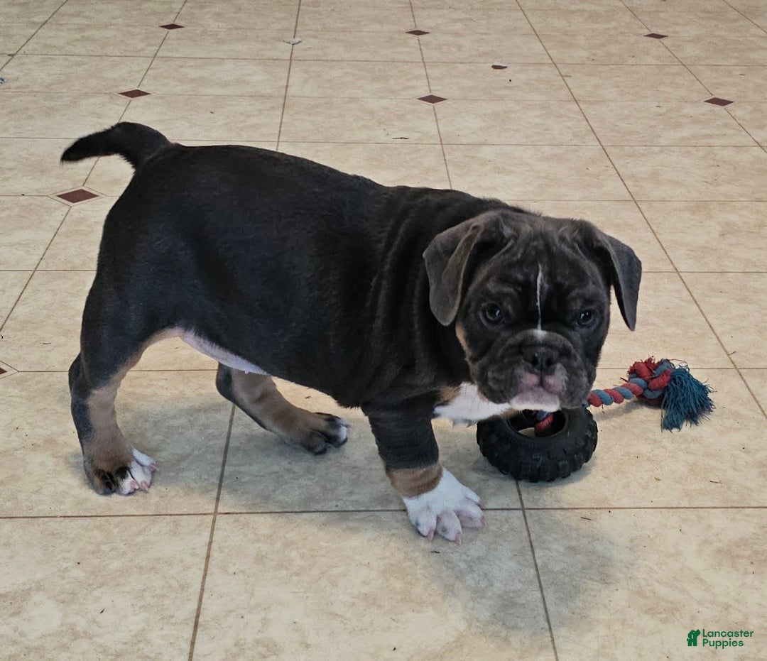 Mixed Breed dogs for sale: Blue Beauty - Ad 9