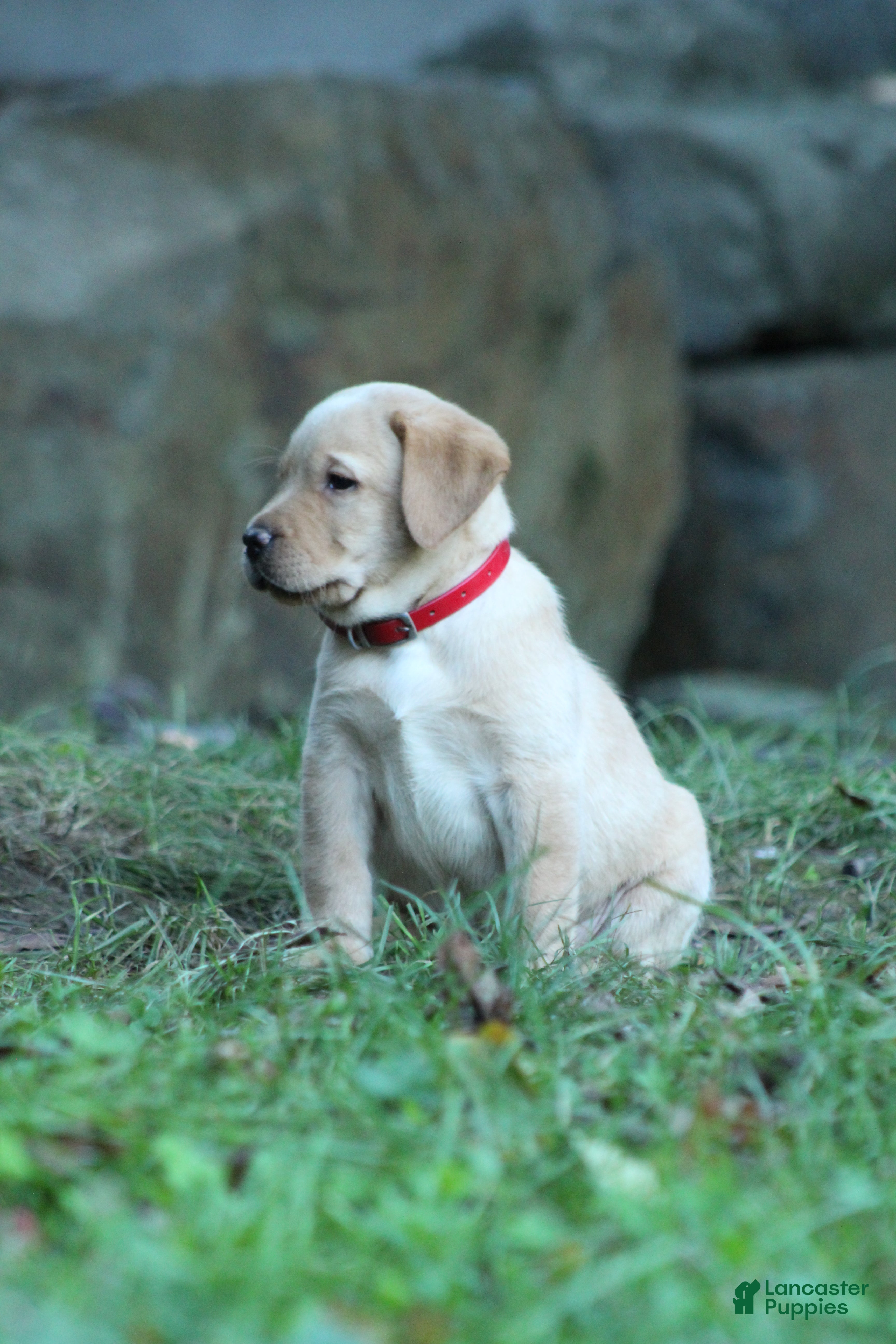 Labrador Retriever dogs Reese  - Ad 2