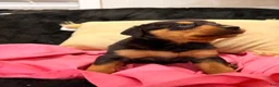 Rottweiler dogs for sale: Rottweiler Puppy 1 - Ad 14