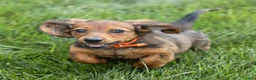 Miniature Dachshund dogs for sale: Marie Miniature Dachshund  - Ad 4