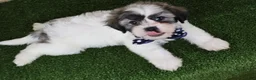 Teddy Bear dogs for sale: Bryan - Ad 5