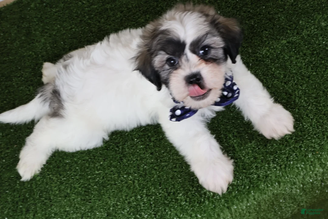 Teddy Bear dogs for sale: Bryan - Ad 5