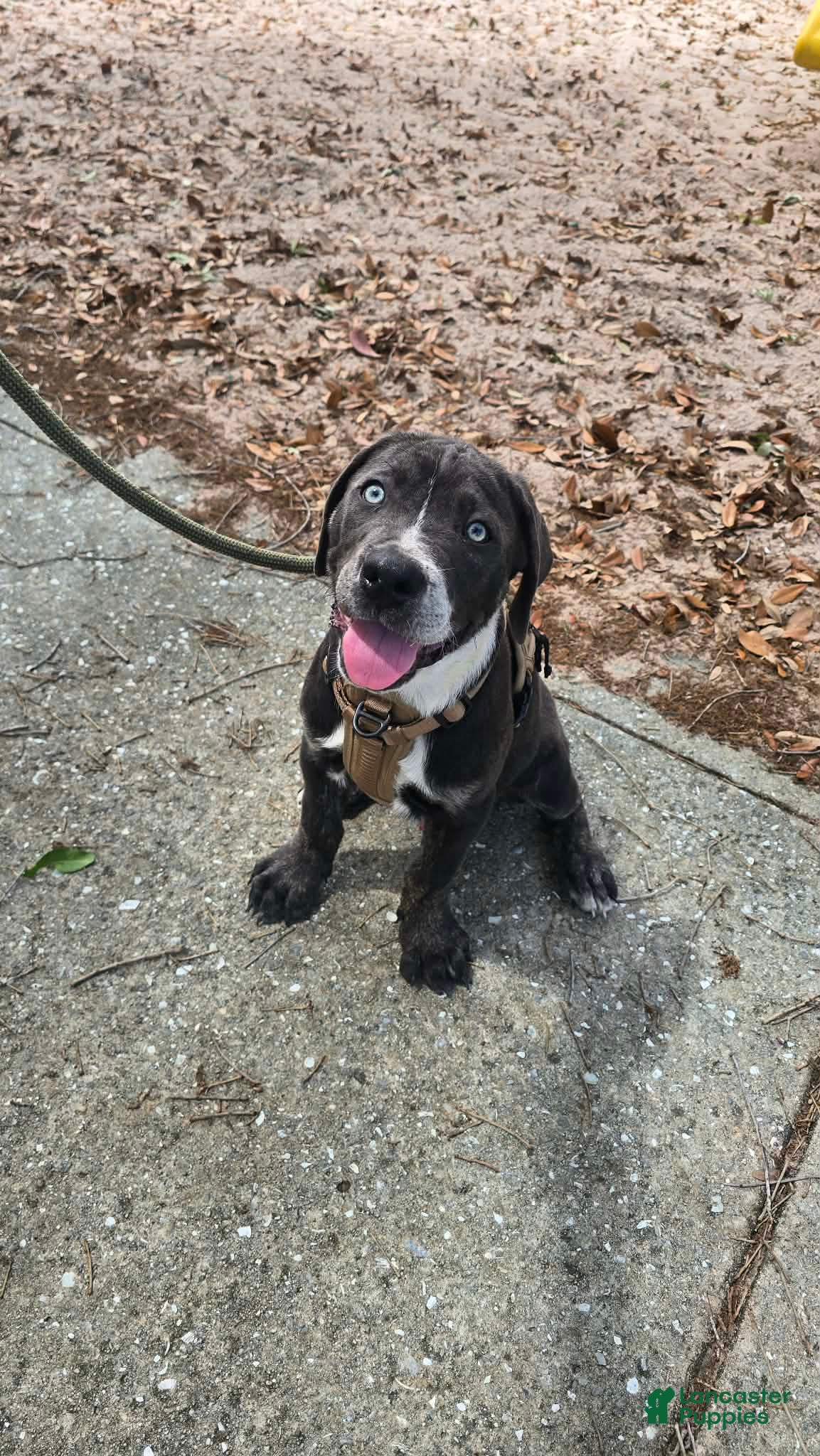 Cane Corso dogs Bandit - Ad 1