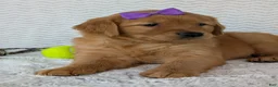 Golden Retriever dogs for sale: Miss Goldie  - Ad 6