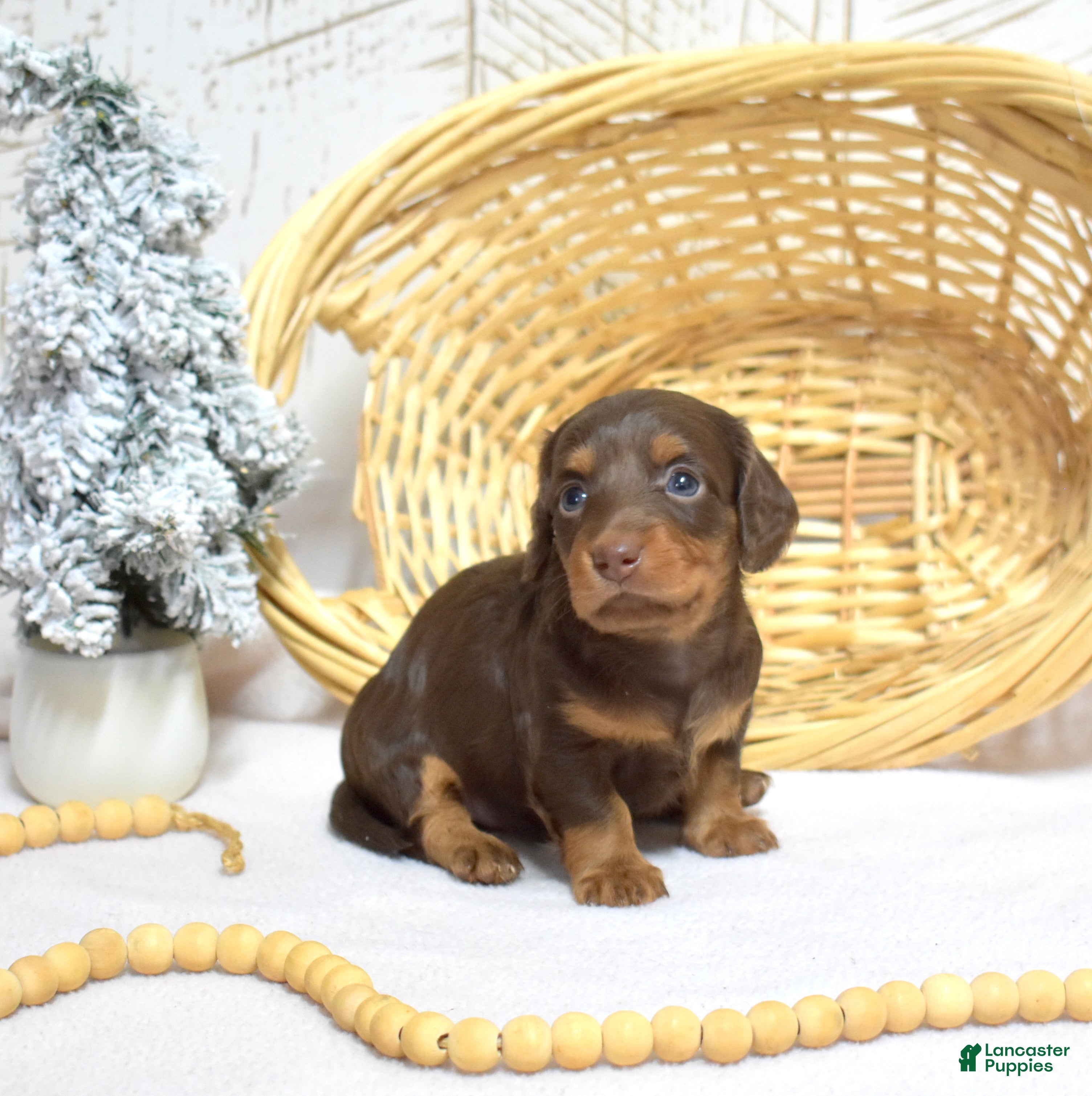 Miniature Dachshund dogs Luna  - Ad 13