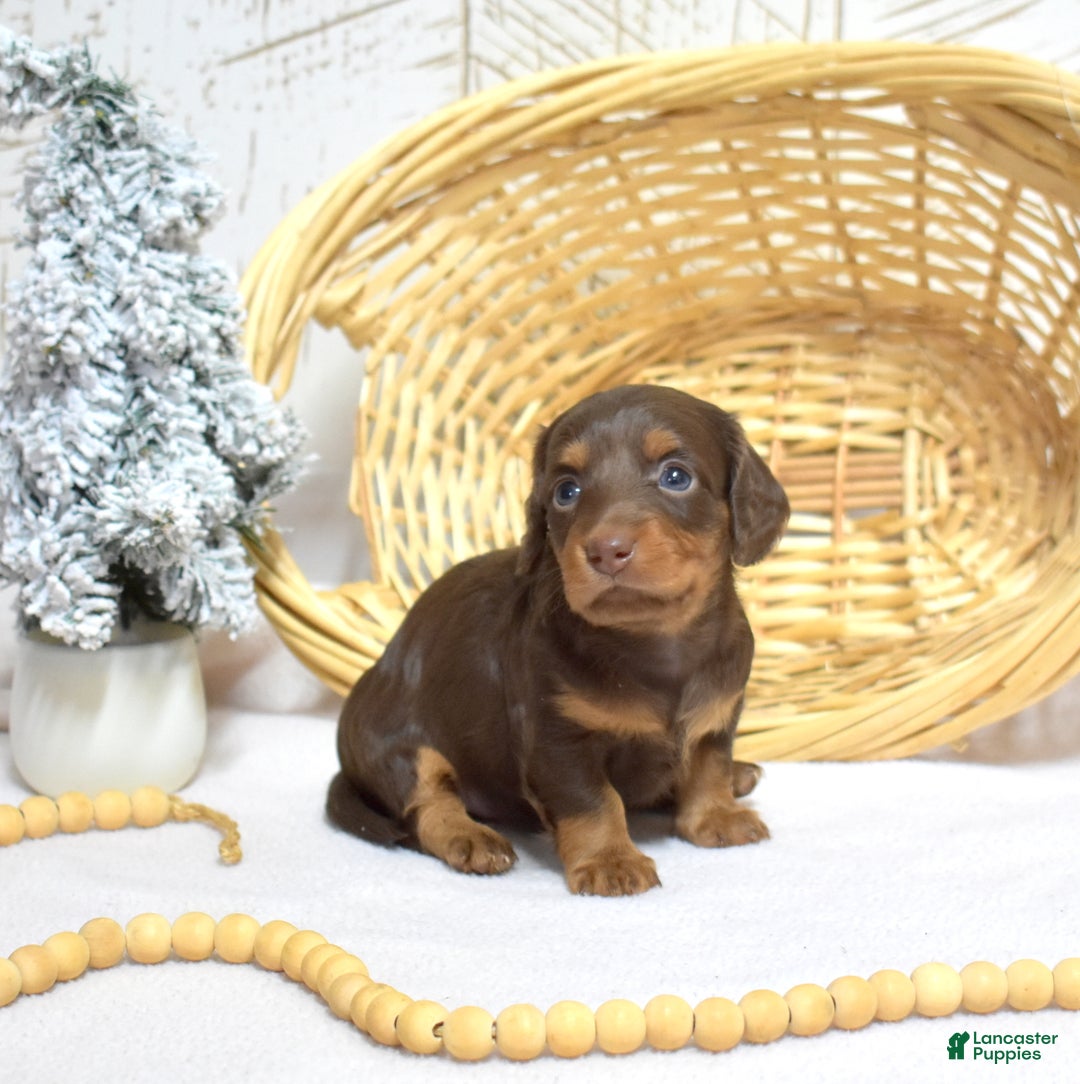 Miniature Dachshund dogs for sale: Luna  - Ad 1