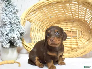 Miniature Dachshund dogs Luna - Ad 36