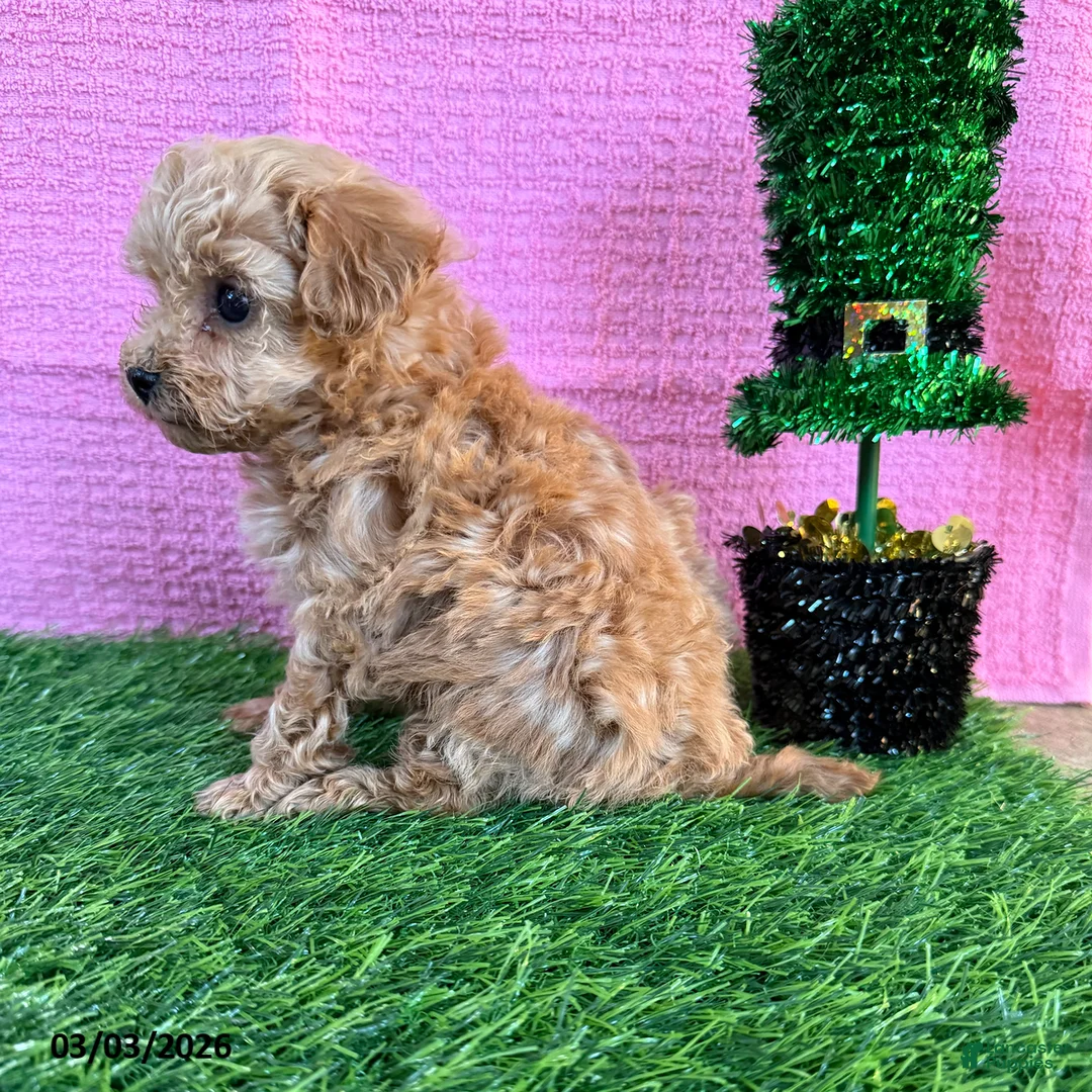Toy Poodle dogs for sale: Rosina - Ad 2