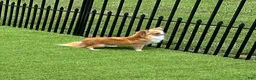 Chihuahua dogs for sale: Yuna - Ad 3
