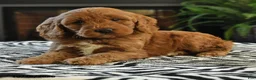 Mini Goldendoodle dogs for sale: Laverne - Ad 5