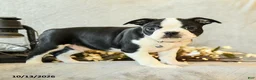 Boston Terrier dogs for sale: Latte - Ad 4