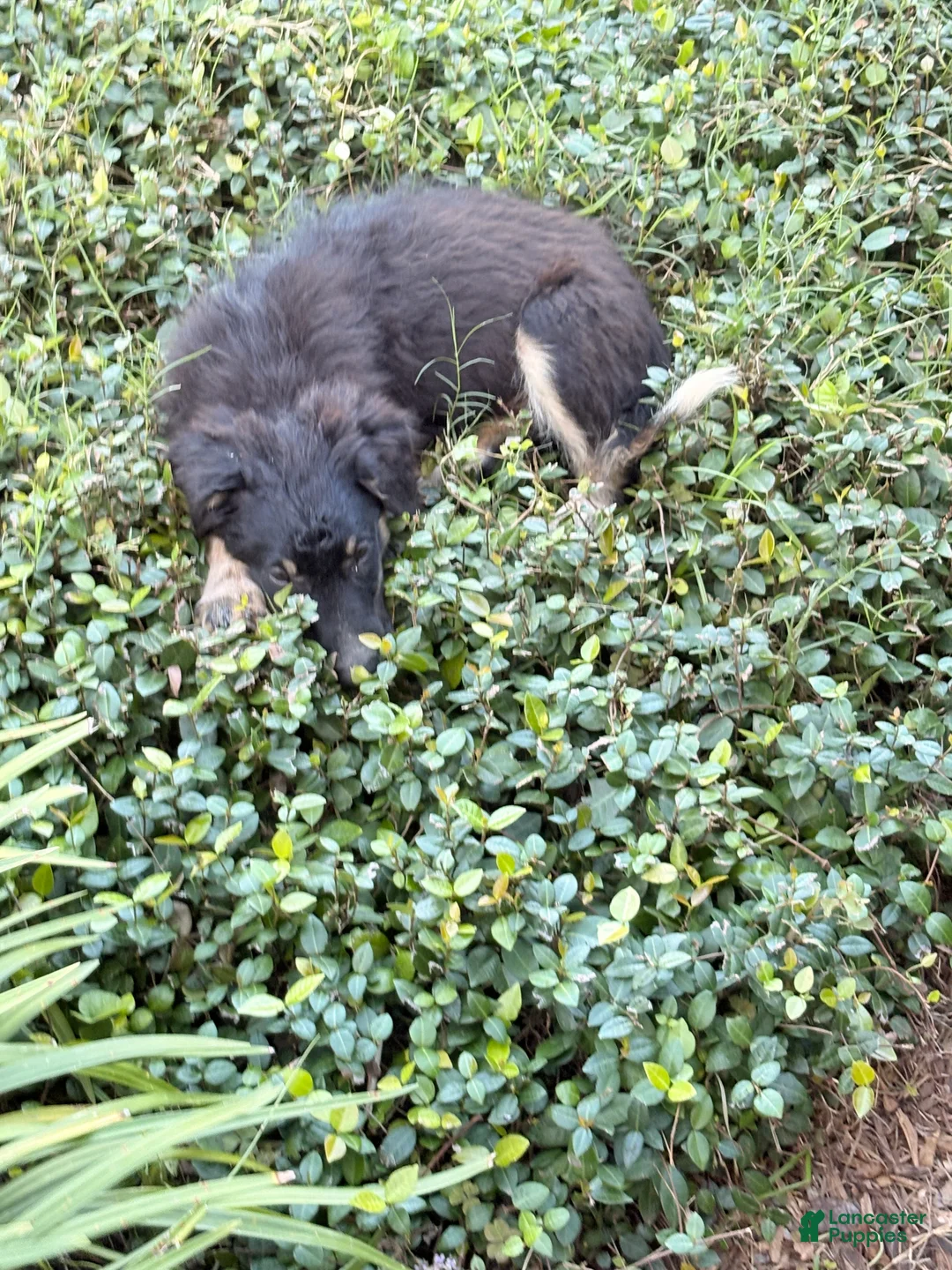 Mixed Breed dogs for sale: Trip - Ad 2