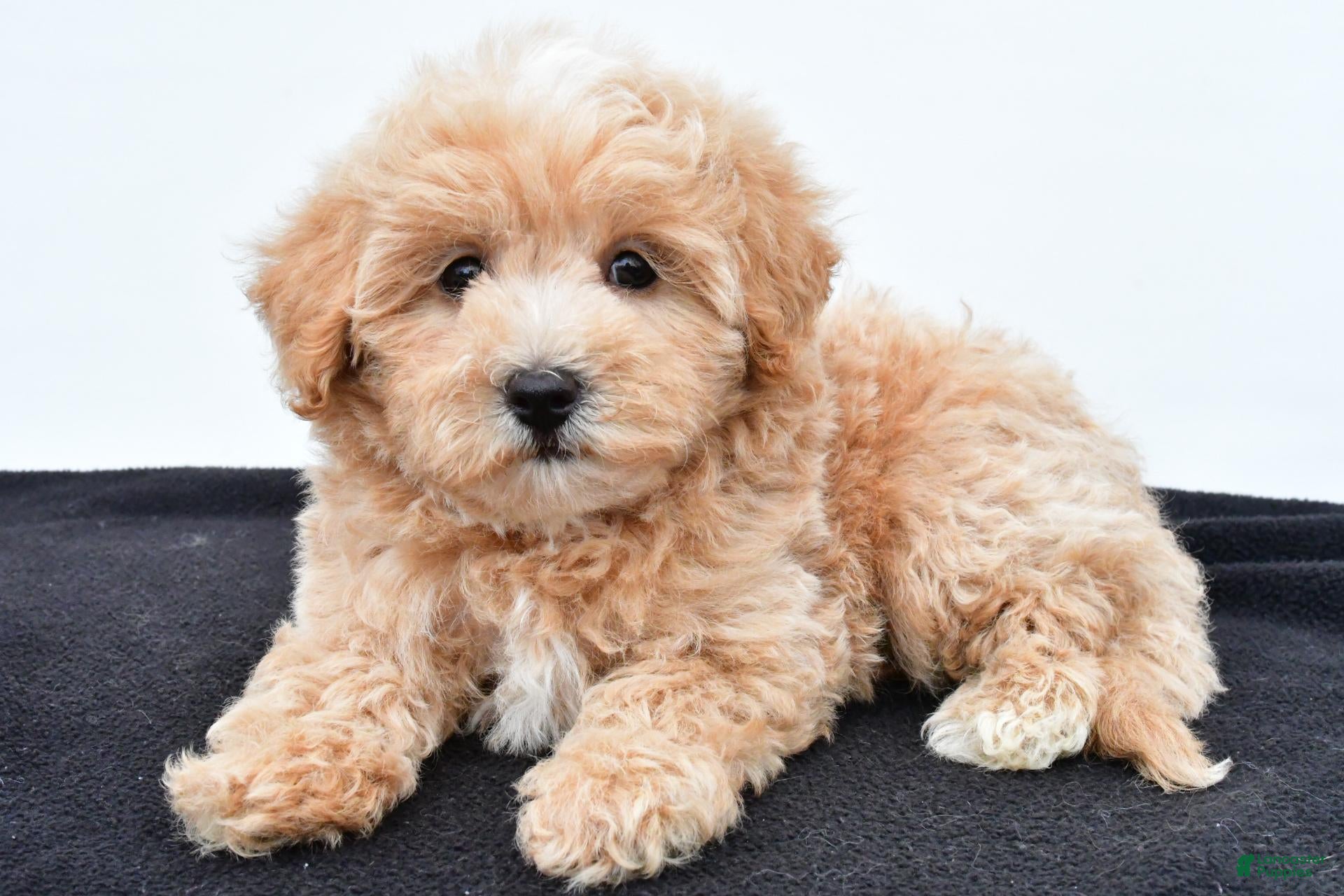 Maltipoo dogs Baily - Ad 2