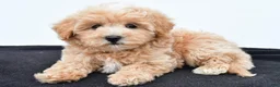 Maltipoo dogs for sale: Baily - Ad 2