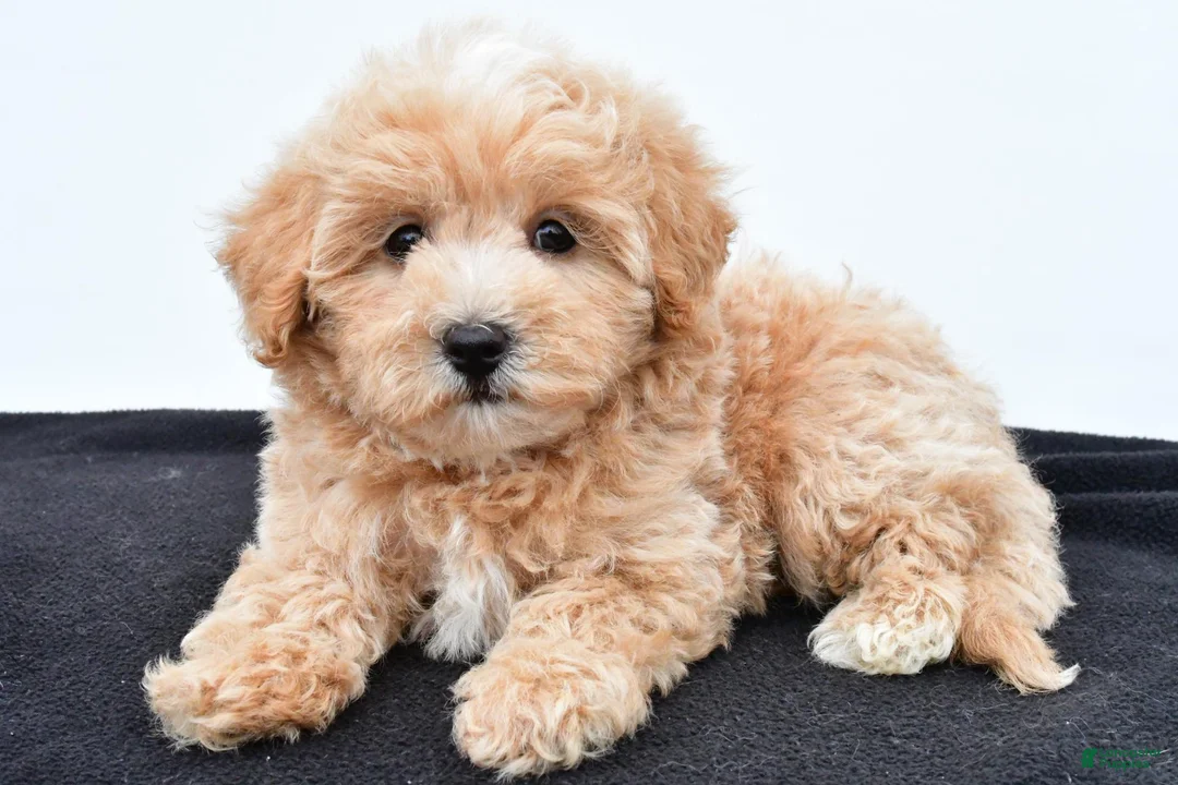 Maltipoo dogs for sale: Baily - Ad 2