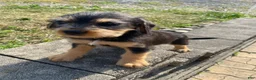 Mixed Breed dogs for sale: Teddy - Ad 12