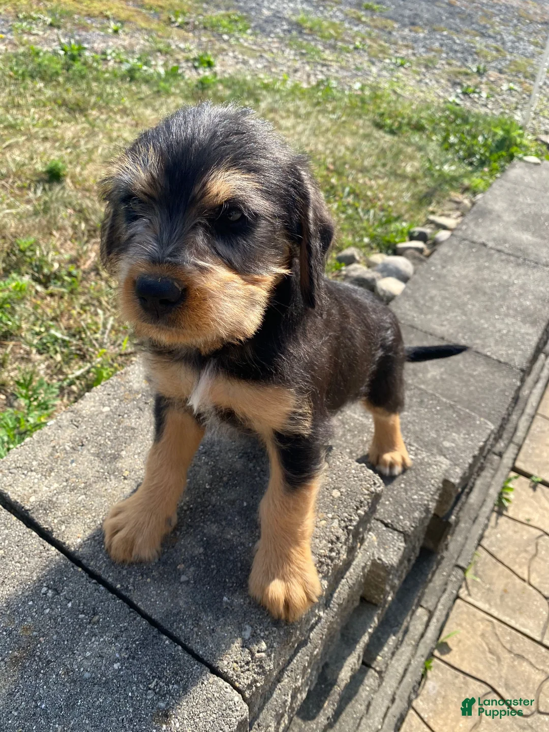Mixed Breed dogs for sale: Teddy - Ad 12