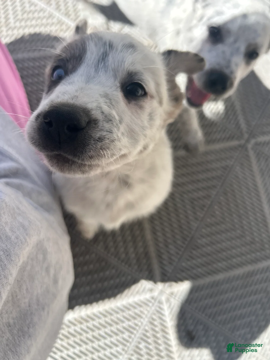 Australian Cattle Dog dogs for sale: Australian Cattle Dog Puppy 1 - Ad 2