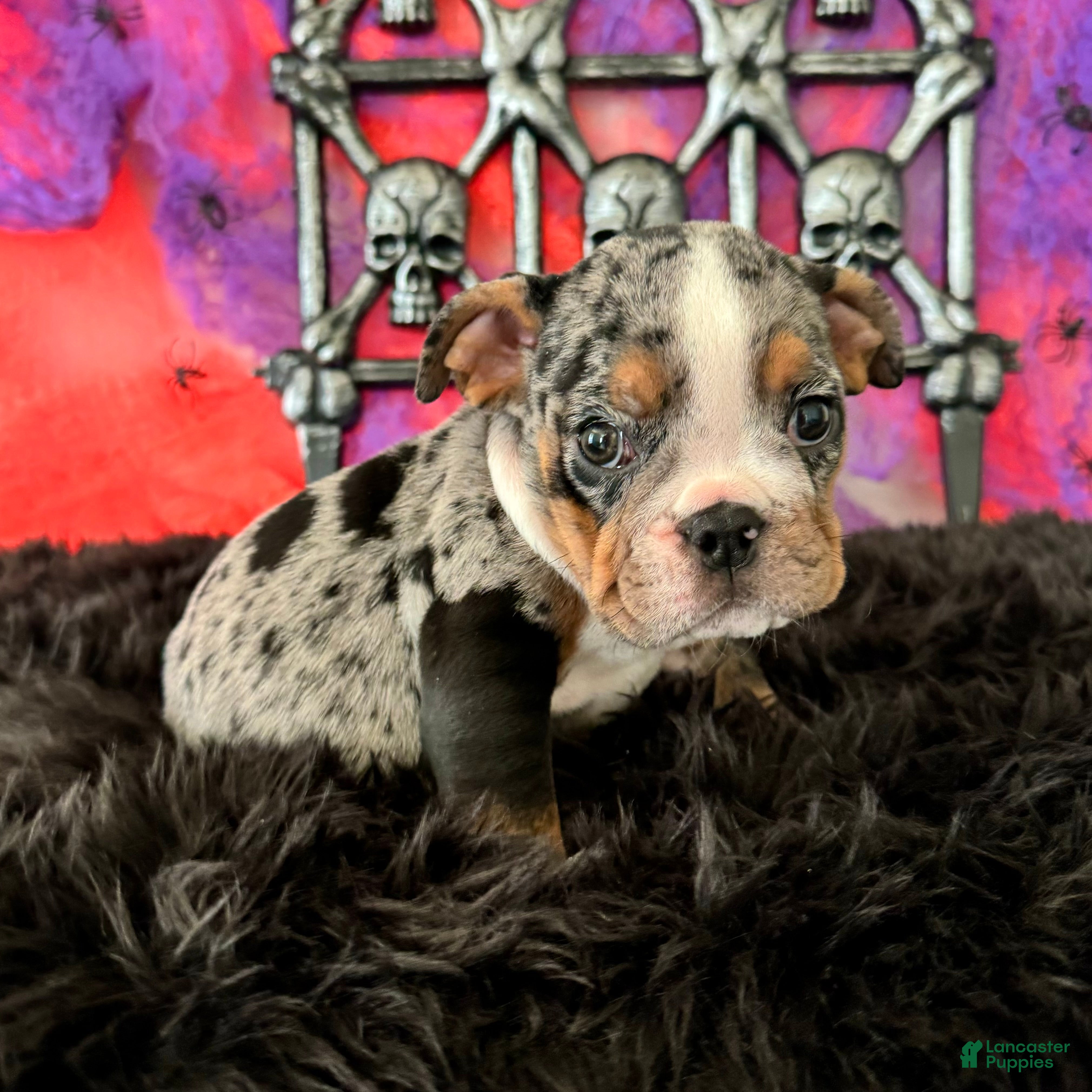 English Bulldog dogs for sale: Lola - Ad 1