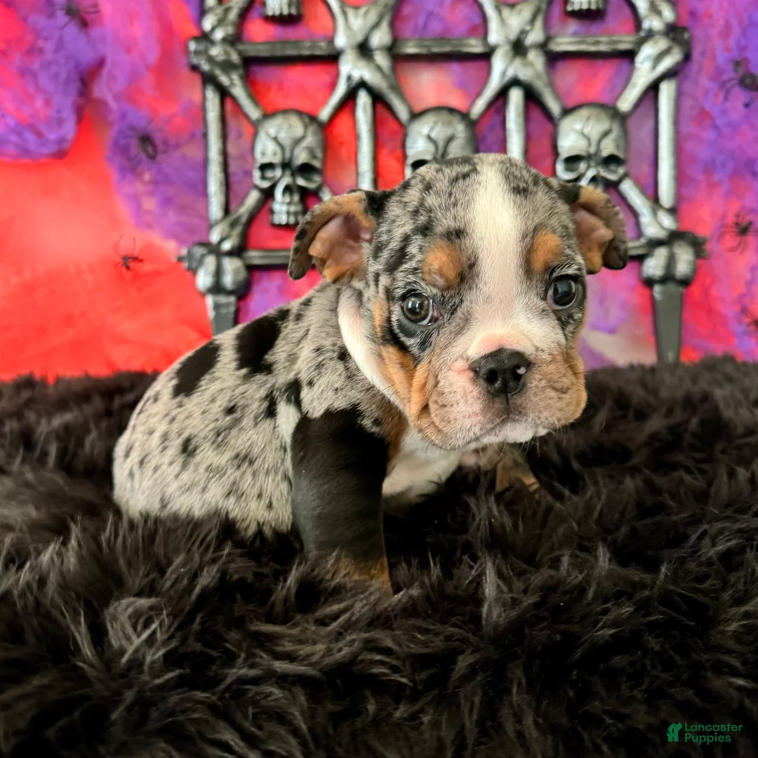 English Bulldog dogs for sale: Lola - Ad 1