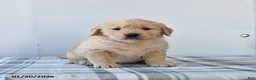 Golden Retriever dogs for sale: Rain - Ad 2