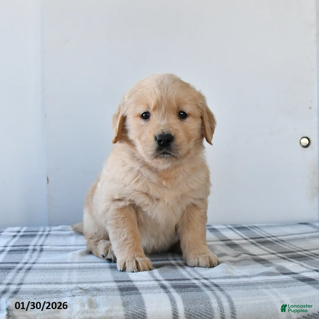 Golden Retriever dogs for sale: Rain - Ad 2