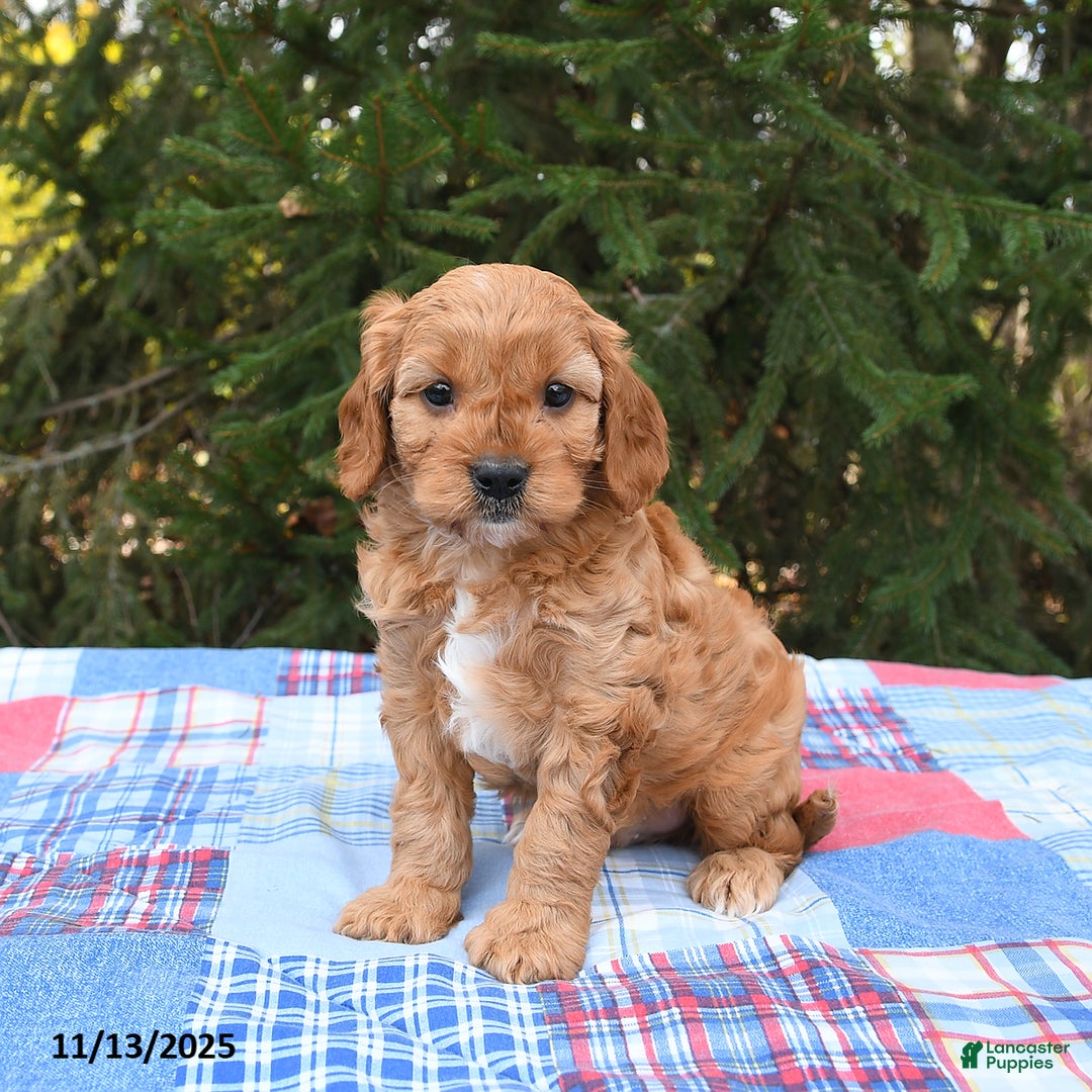 Cavapoo dogs for sale: Forest - Ad 1
