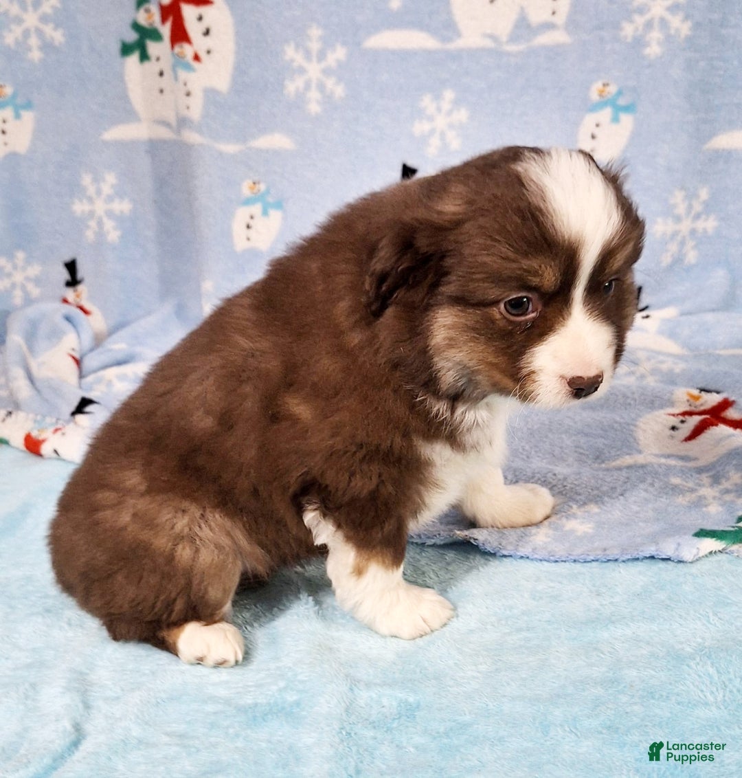 Miniature Australian Shepherd dogs for sale: Red - Ad 3